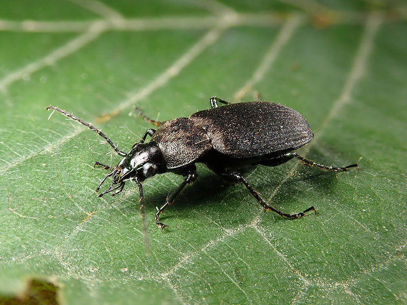 Carabidae: Chlaenius tristis ? S